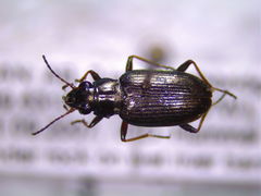 Bembidion coxendix