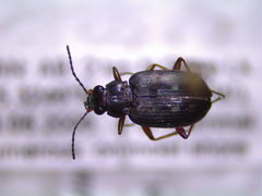 Bembidion carinula