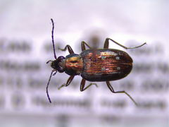 Bembidion inaequale