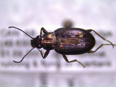 Bembidion punctatostriatum