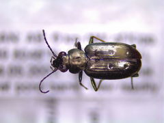 Bembidion bifossulatum