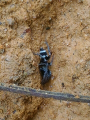 Latonigena