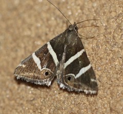 Grammodes pulcherrima