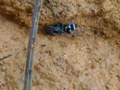 Latonigena