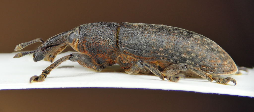 Lixus neglectus