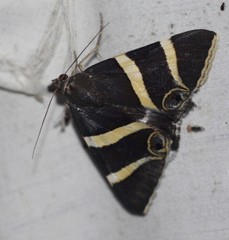 Grammodes ocellata