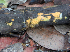 Piloderma