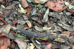 Piloderma
