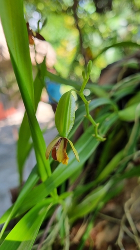Prosthechea livida, photograph 4