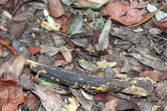 Piloderma