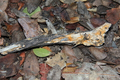 Piloderma