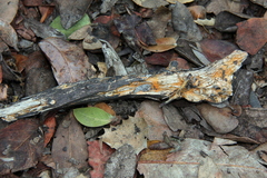 Piloderma