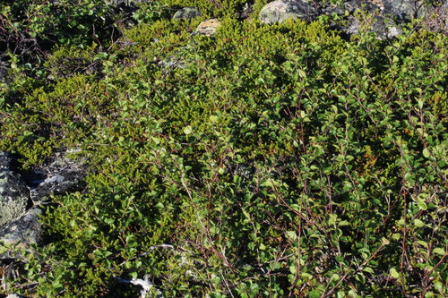 Image of Betula alpestris by (c) Dmitriy Bochkov, some rights reserved (CC BY)