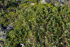 Betula alpestris