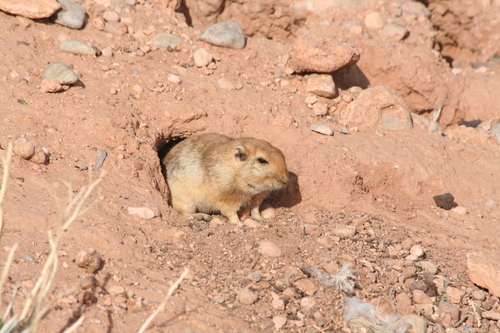 Fat Sand Rat
