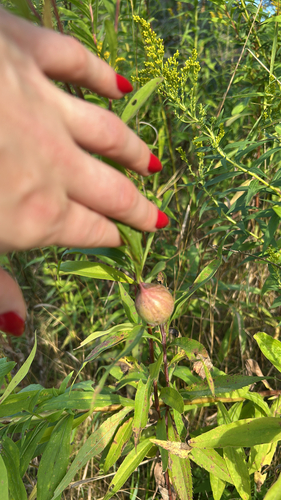Unknown species found near Superior Hiking Trail, Duluth, MN, US