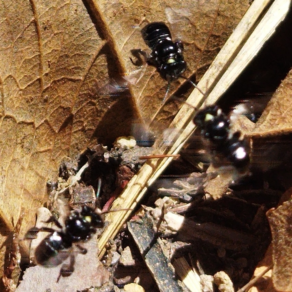 Geotrigona subterranea