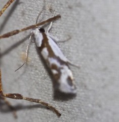 Lichenaula laniata