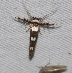 Stathmopoda triselena