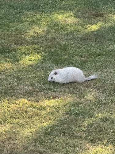 Groundhog