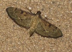 Tatobotys janapalis