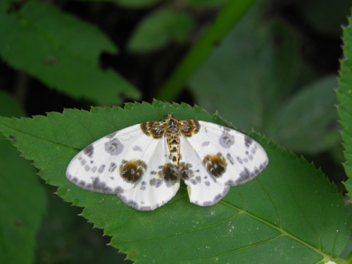 Miškinis margasprindis