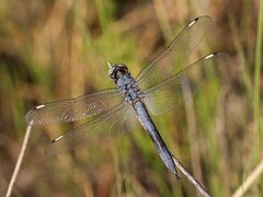 Libellula comanche