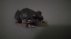 Tomopterna natalensis