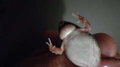 Tomopterna natalensis