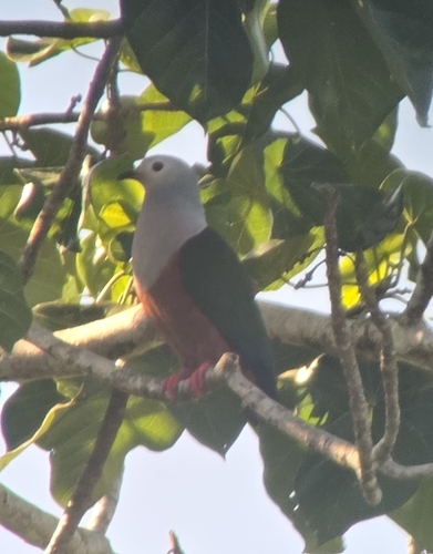 Finsch's Imperial Pigeon (Ducula finschii), photo 5