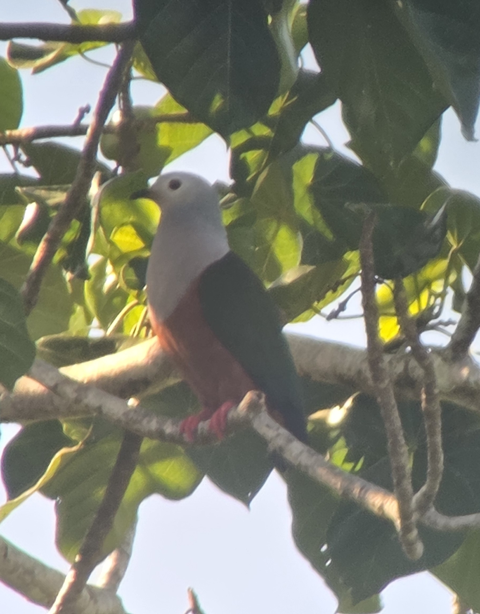 Finsch's Imperial Pigeon (Ducula finschii), photo 1