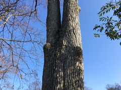 Ulmus serotina