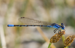 Argia alberta