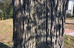 Ulmus serotina