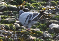 Columba livia domestica