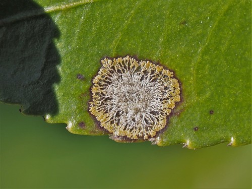 Cephaleuros virescens Kunze ex Fr.