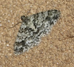 Myrioblephara desumpta