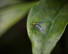 Condylostylus pruinosus