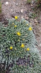Nardophyllum bryoides