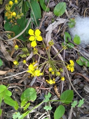 Stigmaphyllon bonariense