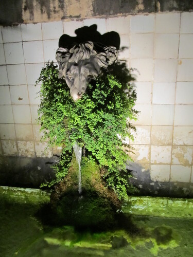 Maidenhair fern (kapilè) — Adiantum capillus-veneris, used in Haitian and Caribbean herbal tradition