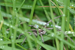 Lycosa erythrognatha