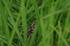 Lycosa erythrognatha