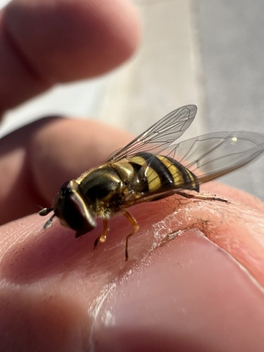 Unknown species found near E Park Pl, Milwaukee, WI, US