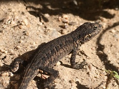 Urosaurus ornatus