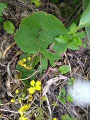 Stigmaphyllon bonariense