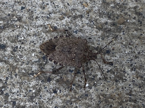 Brown Marmorated Stink Bug