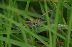 Lycosa erythrognatha