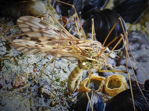 Subgenus Idioglochina · iNaturalist