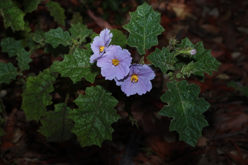 Solanum ditrichum A.R.Bean